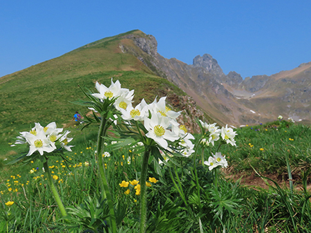 Laghi di Ponteranica dai Piani dell’Avaro con splendide fioriture – 9 giugno 25 - FOTOGALLERY
